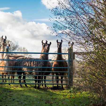 Bed and Breakfast The Merry Harriers Godalming Exteriér fotografie