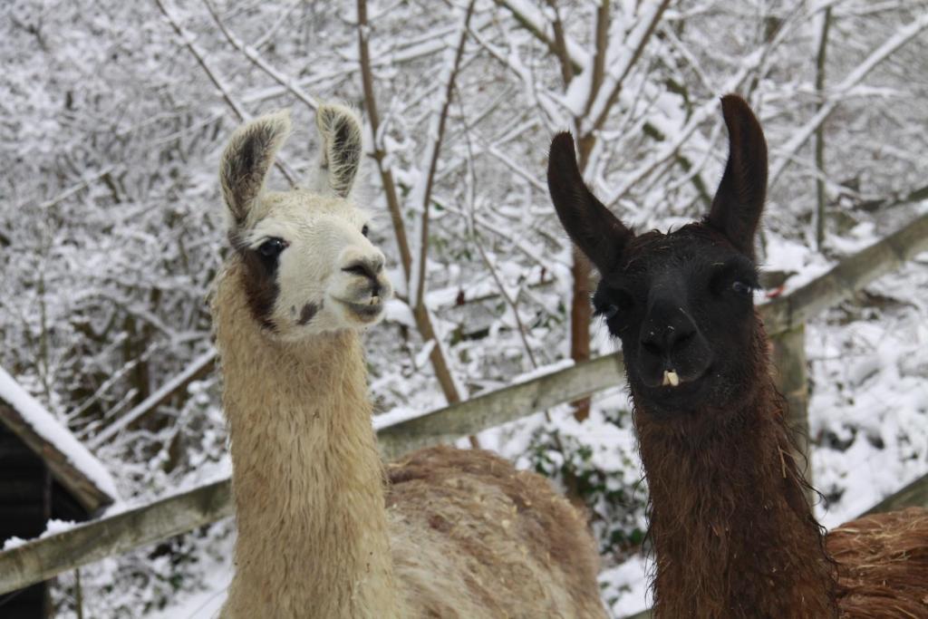 Bed and Breakfast The Merry Harriers Godalming Exteriér fotografie