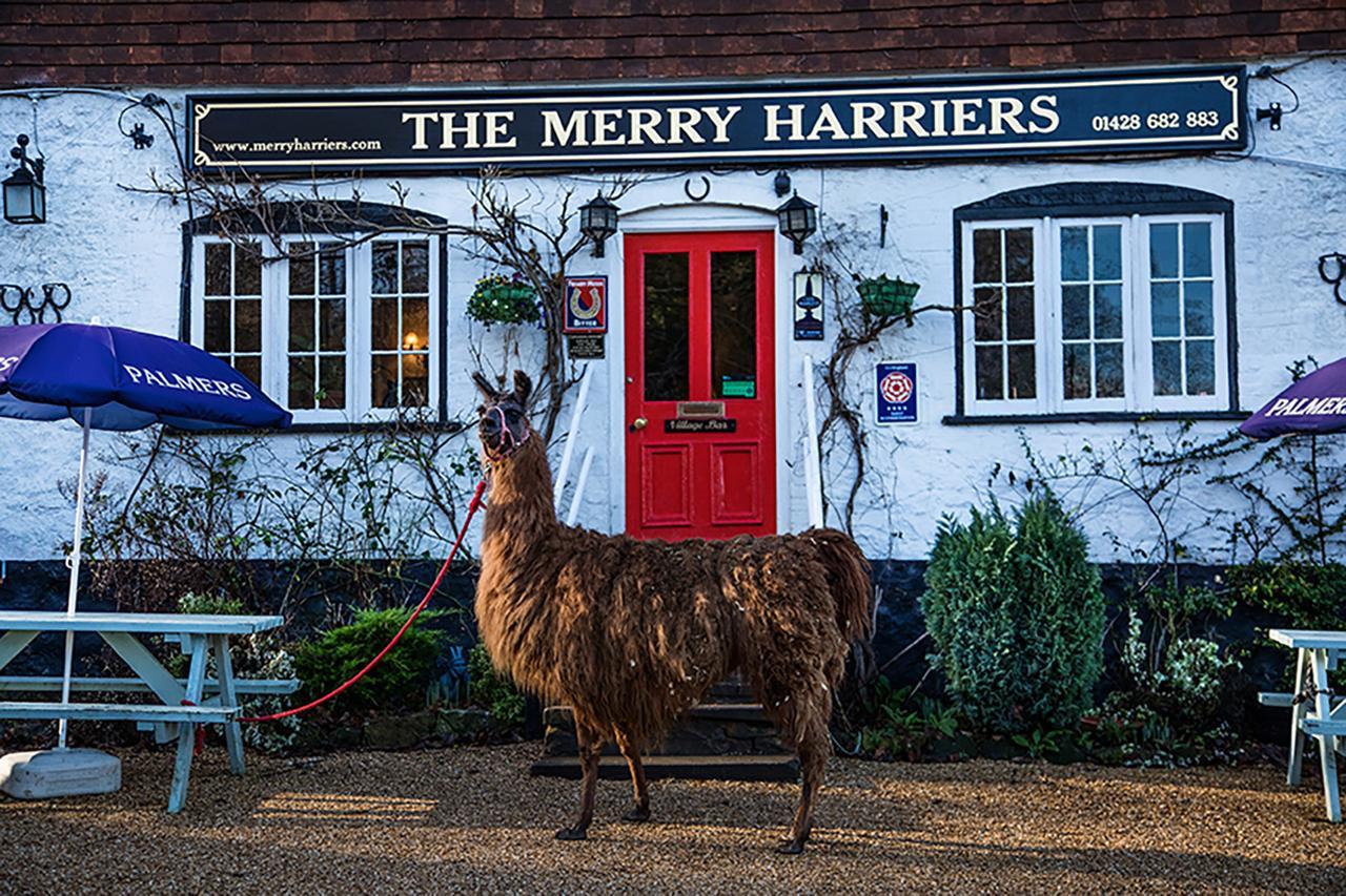 Bed and Breakfast The Merry Harriers Godalming Exteriér fotografie